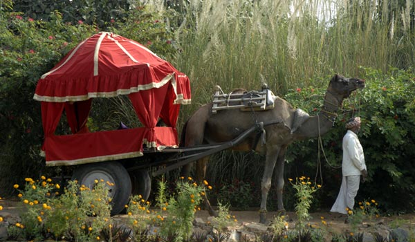 Pushkar Resorts , Picture Gallery 